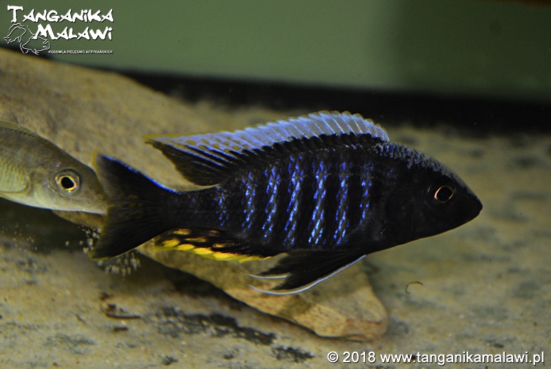 Aulonocara kandeense 'Kande Island'